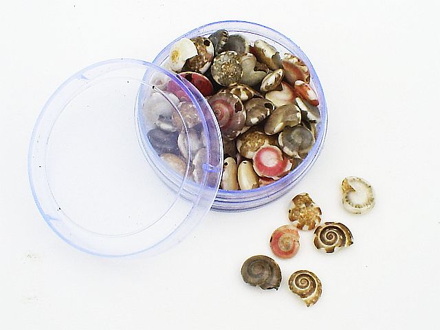 TINY Seashells - Click Image to Close